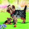 Crystal Card kit diamond painting Dogs 18 x 18 cm