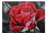 Full 5D Diamond Painting  Rode Roos 40 x 30 cm