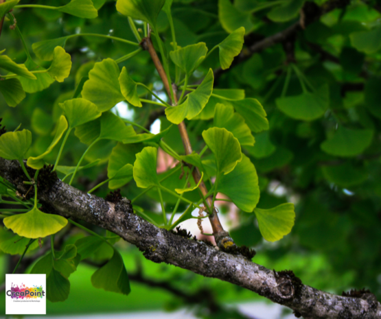 GINGKO BLAD DECORATIE