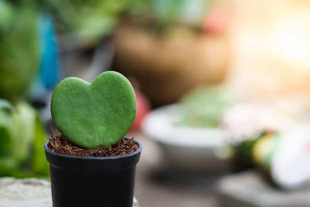 Decopatch Mini Plant hart Hoya Kerii