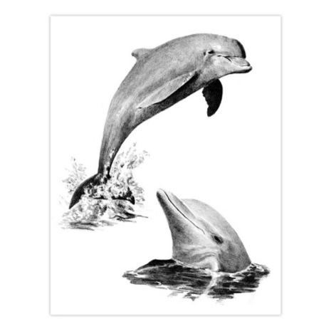  Sketching Made Easy™ – 21-delige Sea Life 4 Project Box Set Royal & Langnickel 